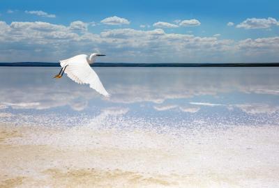 Bird flying in salt lake