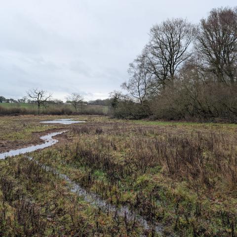 Norfolk 