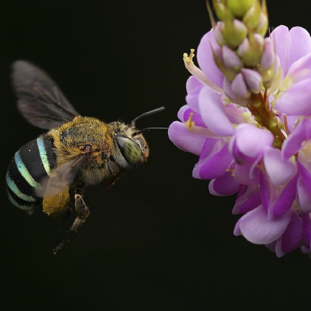 bee with flowers