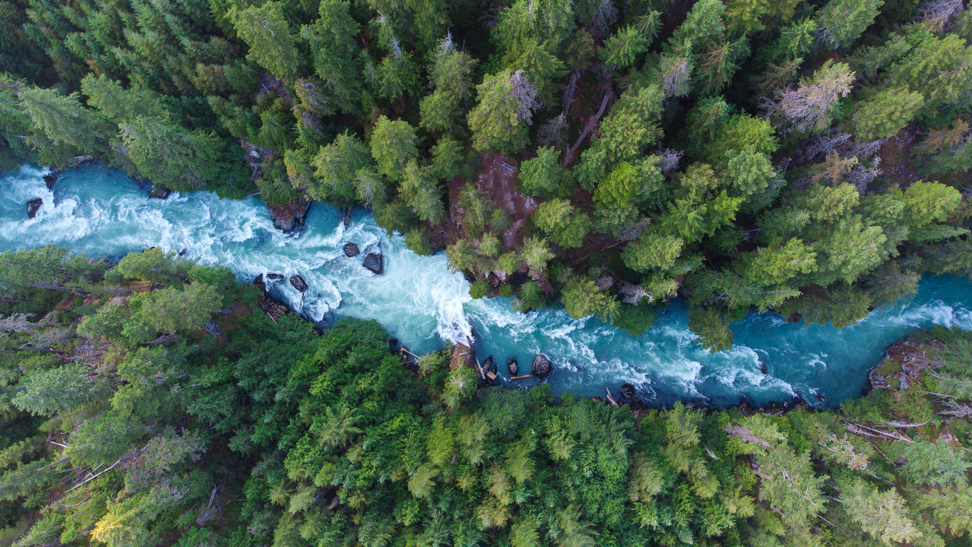 Drone view of a lush green coastal forest, Cheakamus River in Whistler, Canada