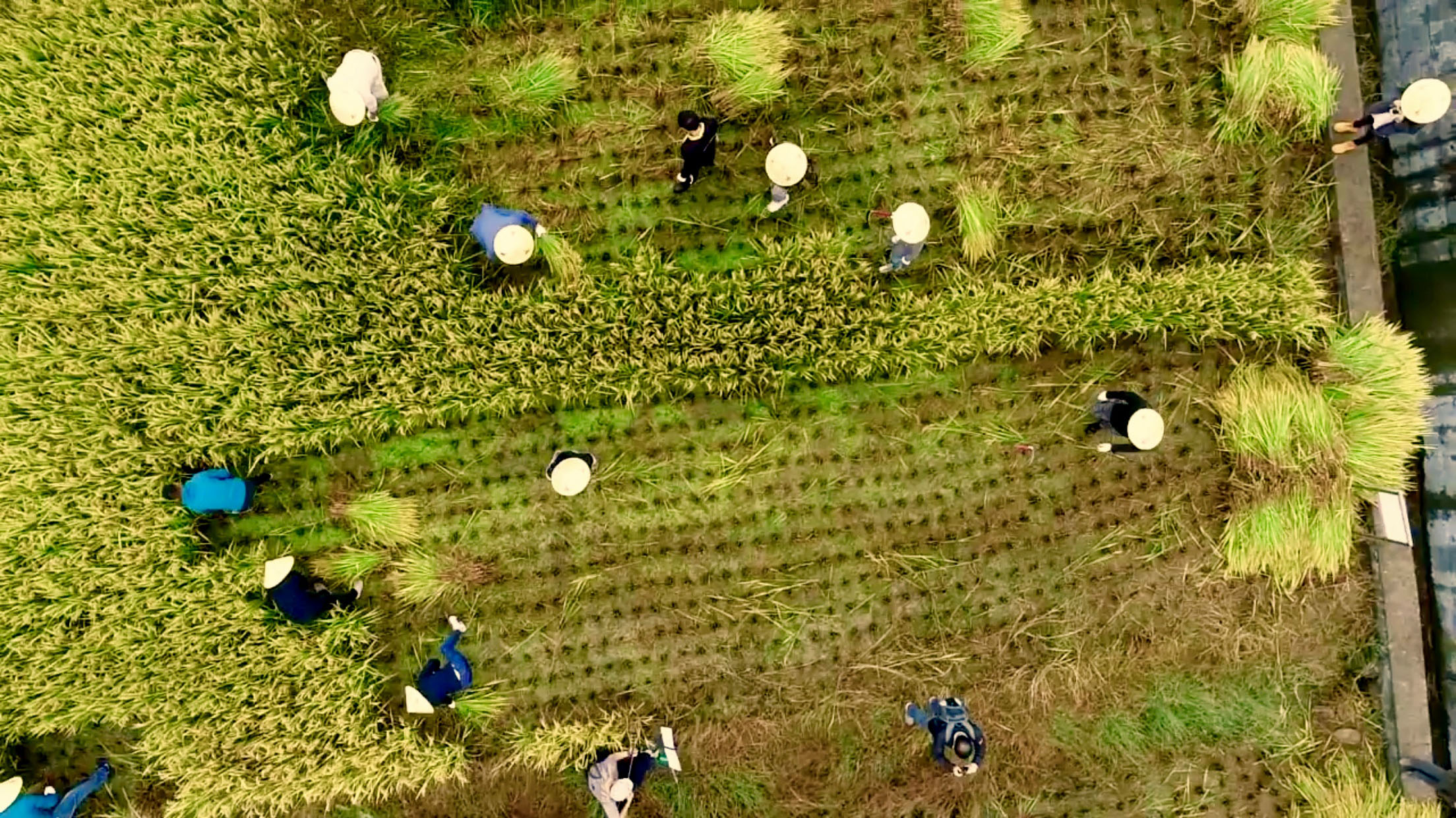 Aerial view of farmers in Asia