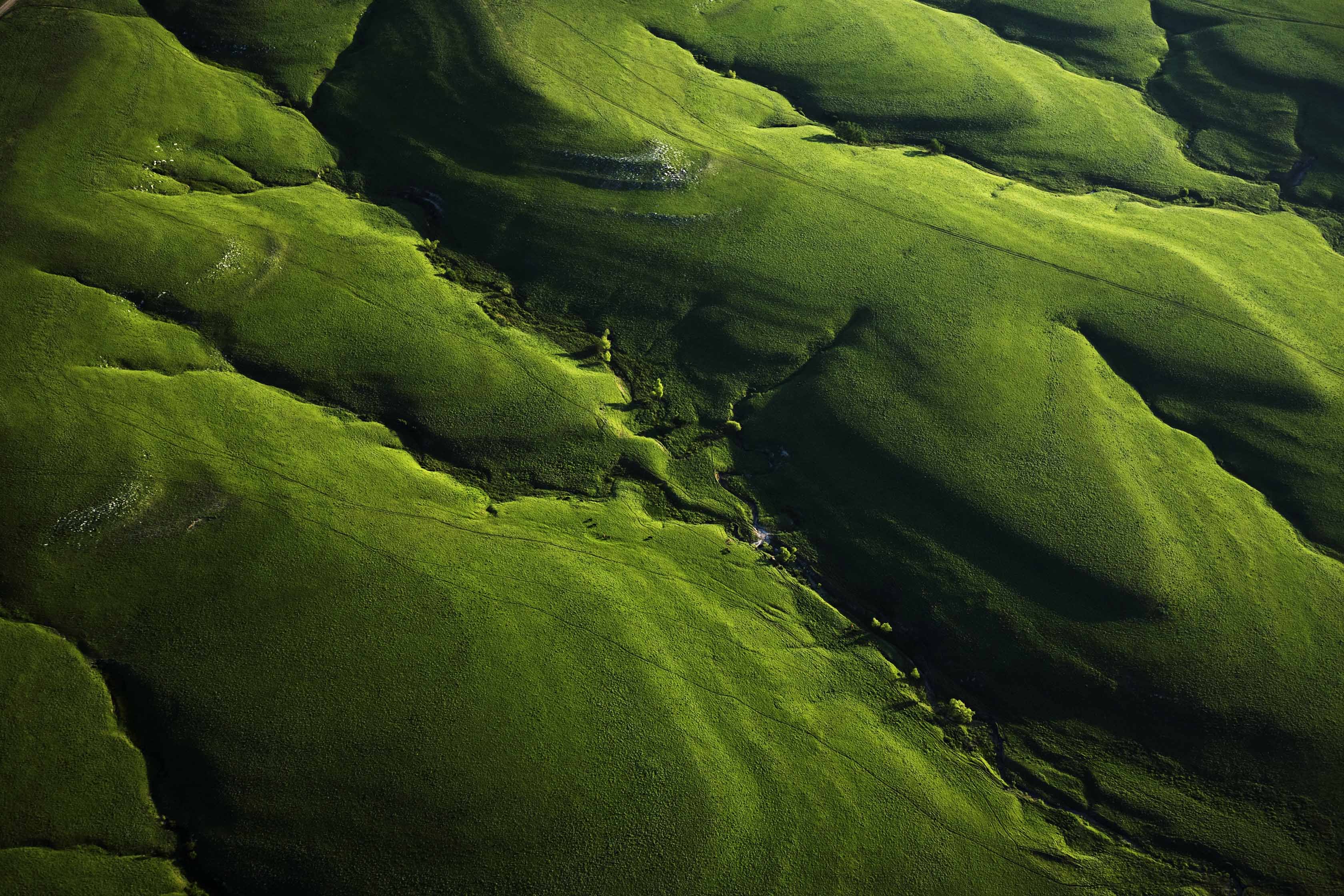 Luscious green vegetation