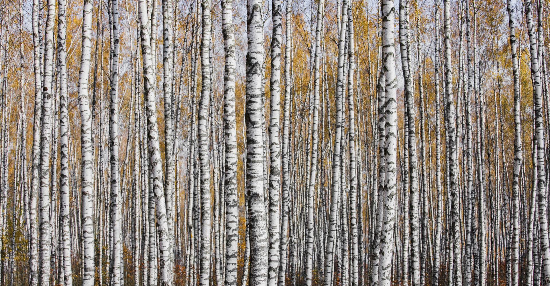 Birch forest, close up on trunks