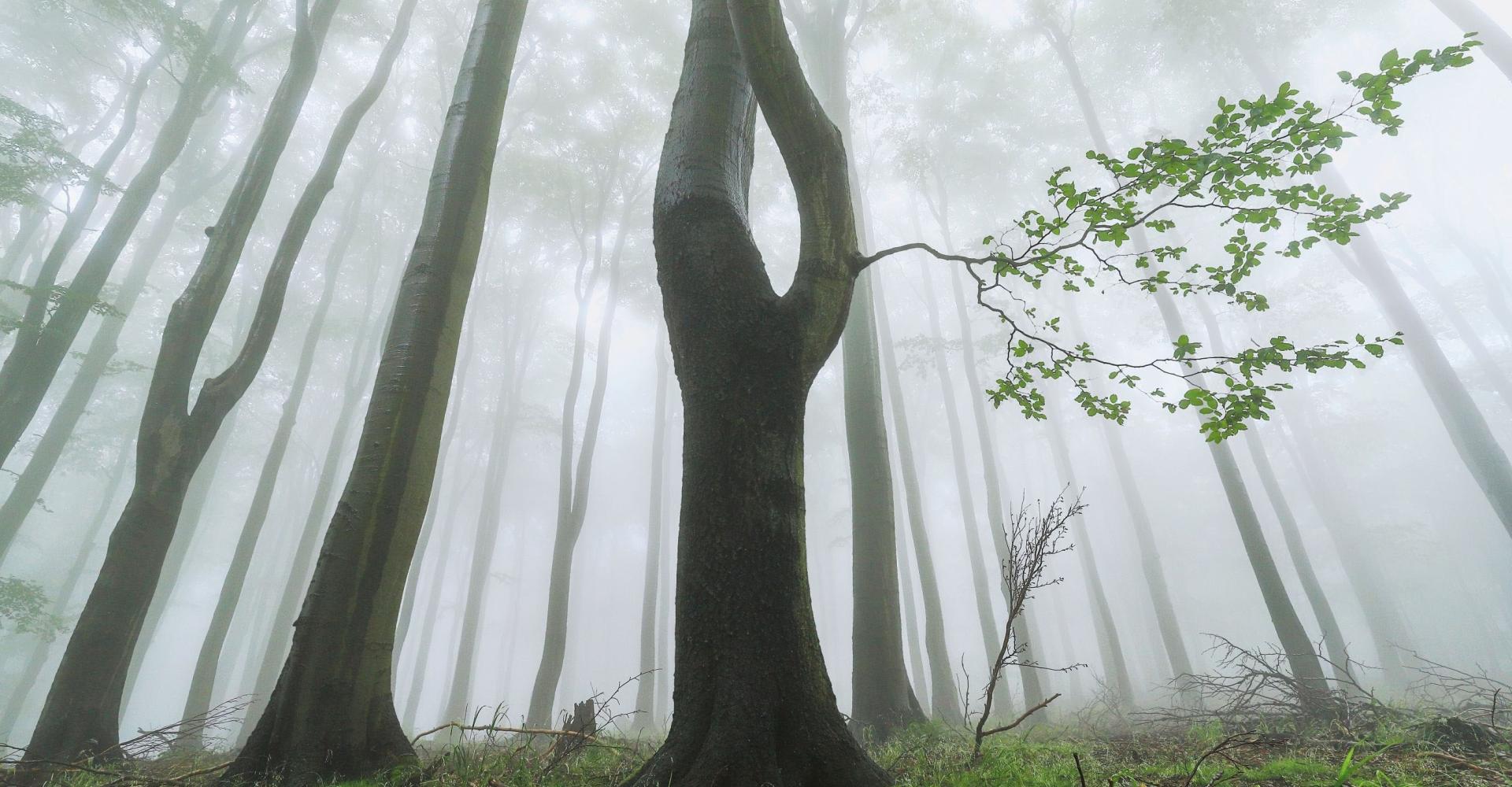 Trees in winter fog