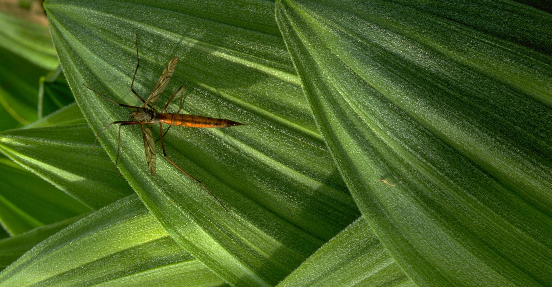 Top view, close up of insect on green leaves
