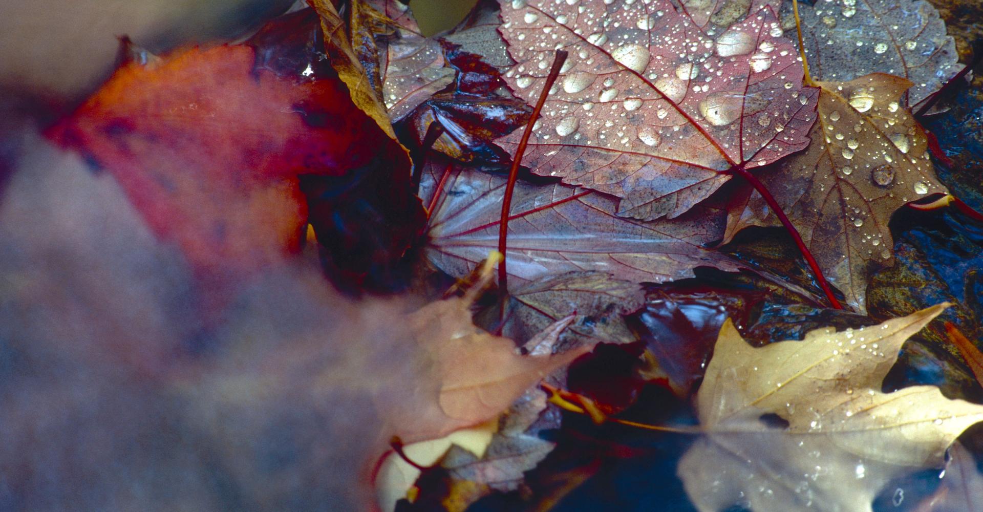 Fall leaves with dew drops