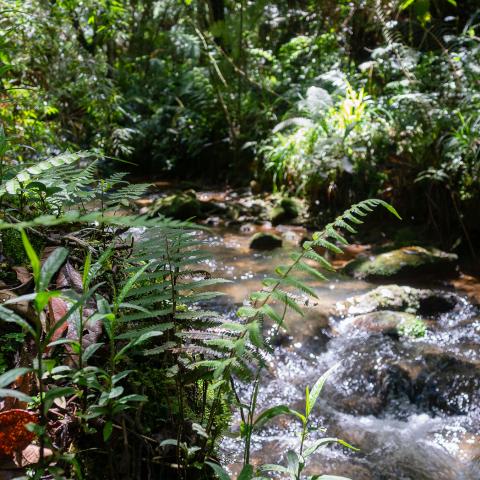 Creek flows in luscious vegetation