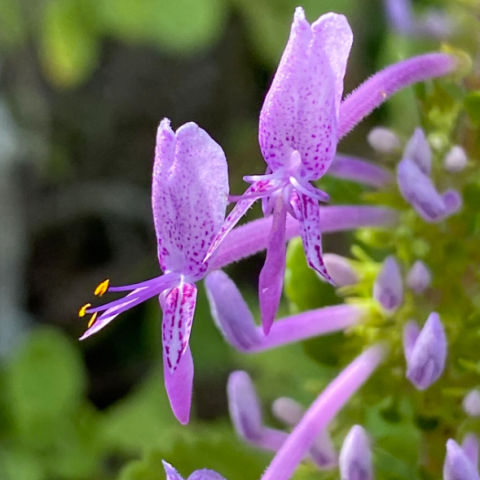 Thorncroftia species