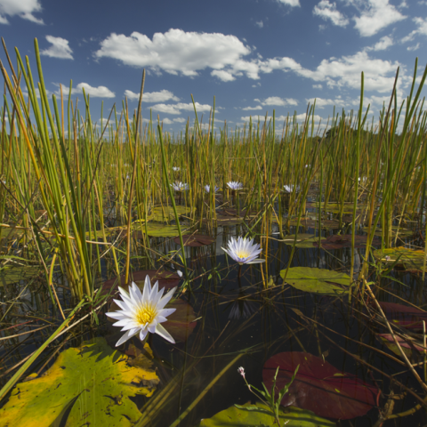 Egyptian water lillies at Nanzhila Plains safari Camp Kafue