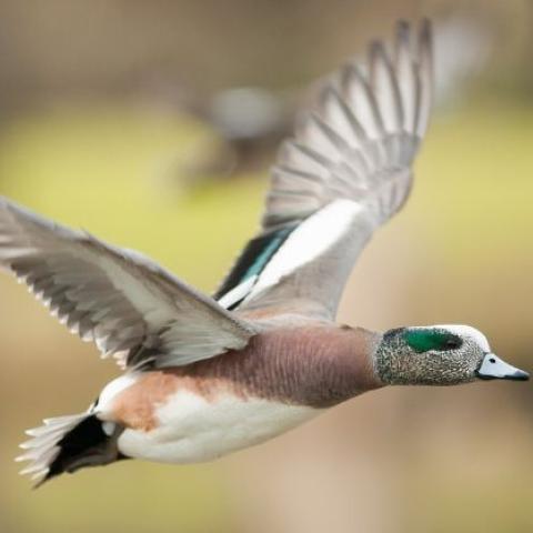 Wigeon flight