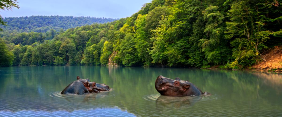 Hippos in black volta river