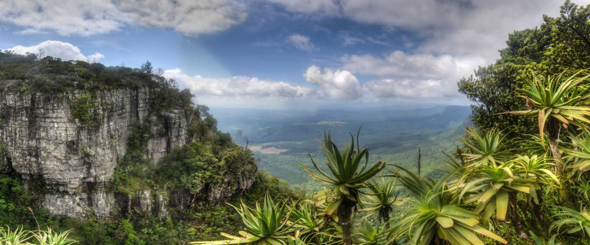 Spectacular canyon view with palms, cliff, and dramatic clouds in blue sky