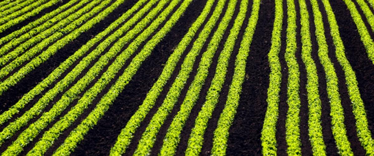 Pajaro Valley Lettuce field