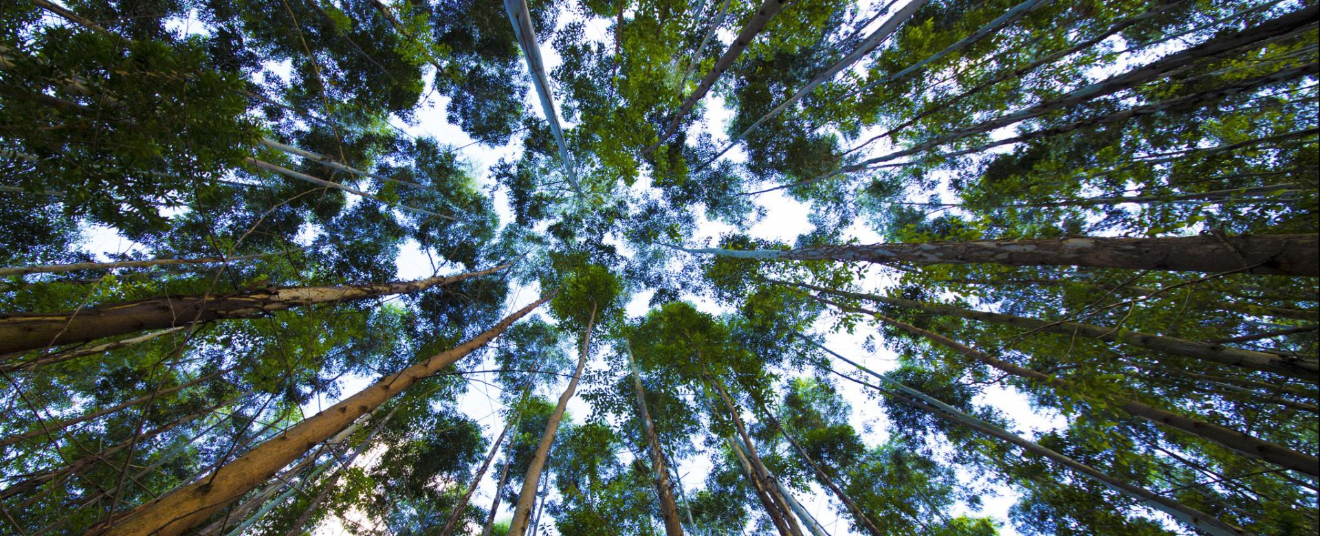 Looking up to trees in forest