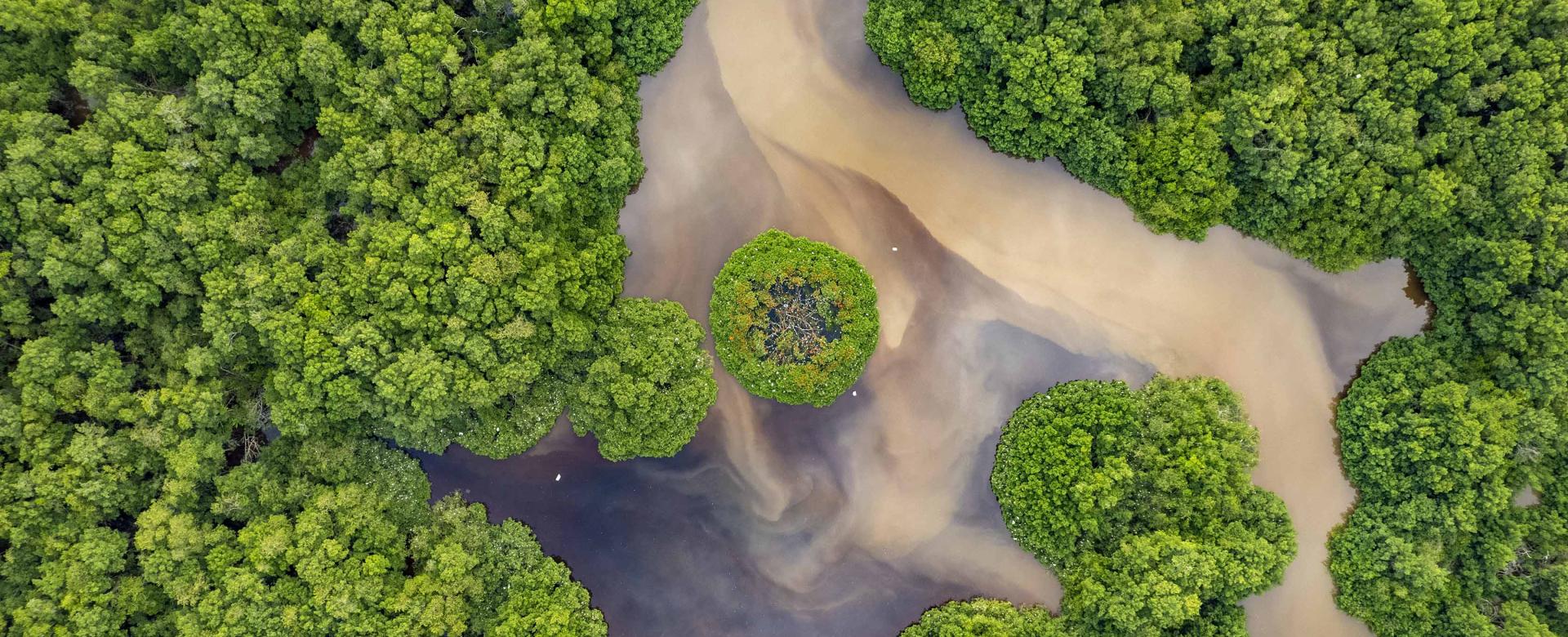 aerial view of vegetation crossed by stream